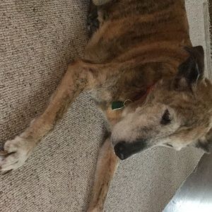 Meet your Posher, Jane